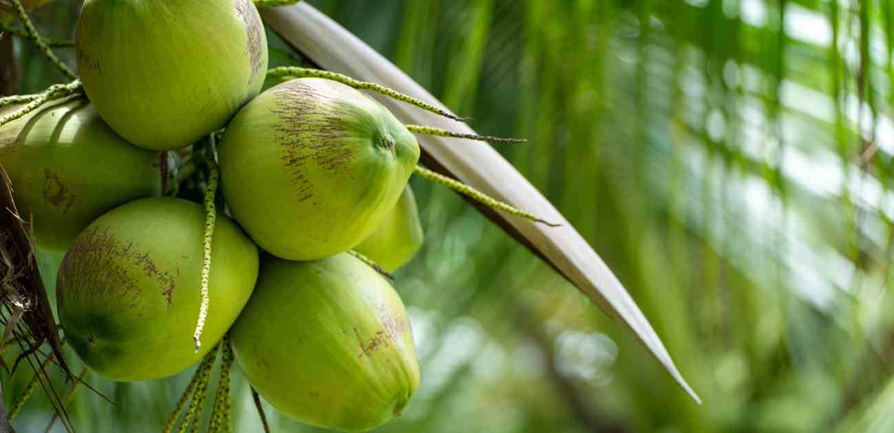 coconut water