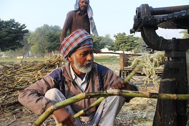 sugar cane man